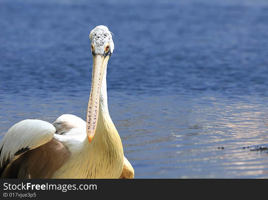 A pelican is any of several very large water birds with a distinctive pouch under the beak belonging to the bird family Pelecanidae.