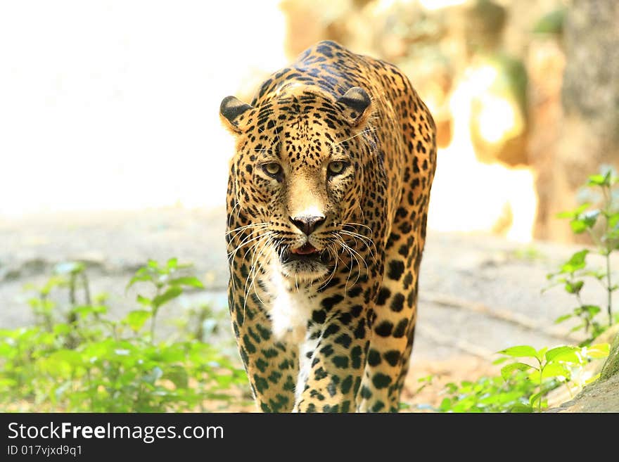 Leopard is looking, the charismatic face and ferocious eye