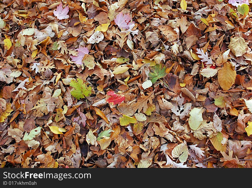 Colorful Fall leaves in the woods.