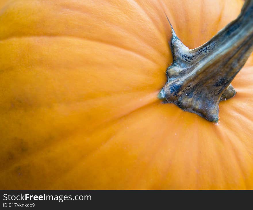 Pumpkin Close Up