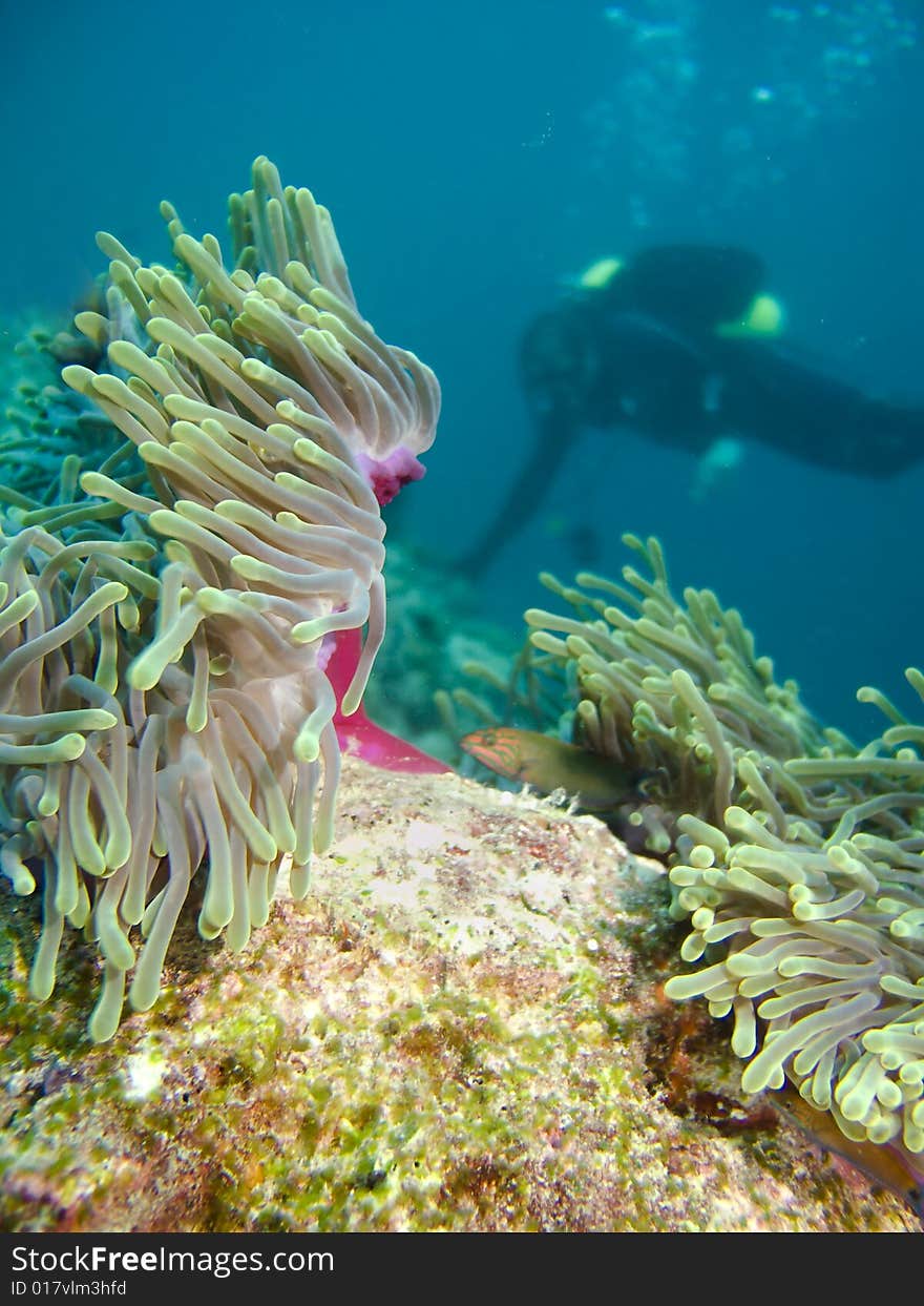 Anemone and diver,Indian ocean