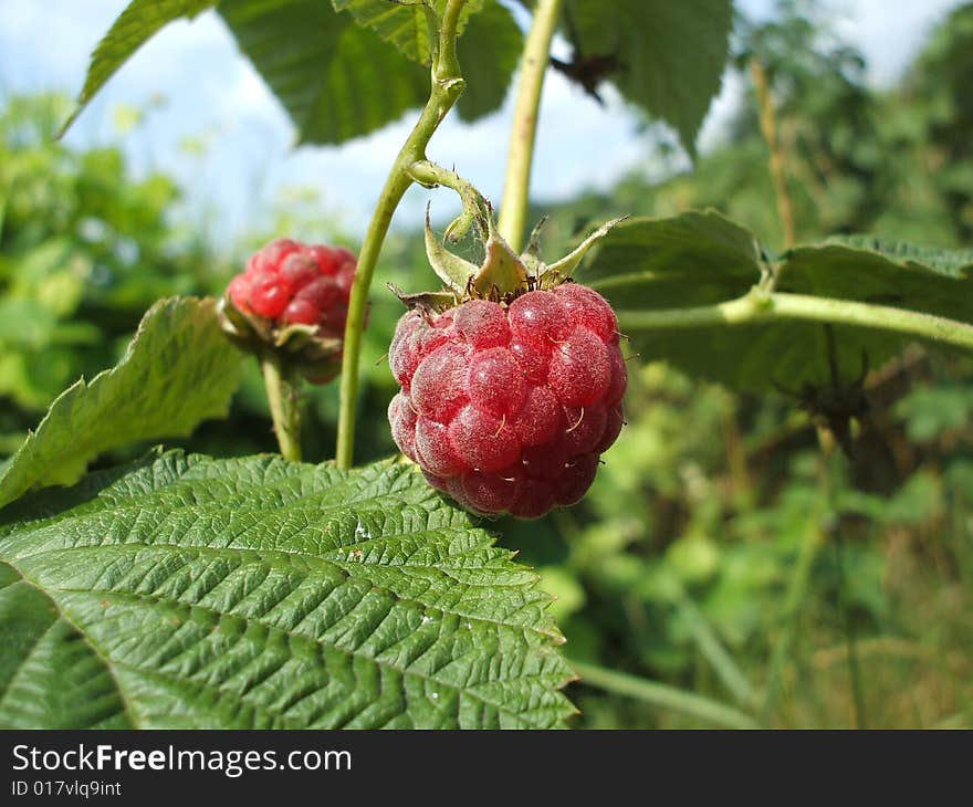 Macro photo of fresh raspberry