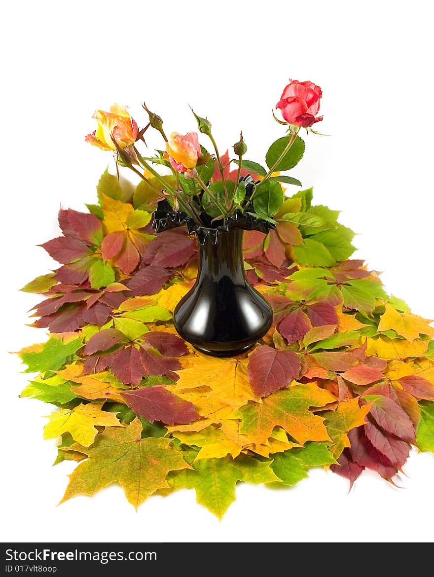 Autumn roses yellow and red black vase with beautiful maple leaves on white background. Autumn roses yellow and red black vase with beautiful maple leaves on white background