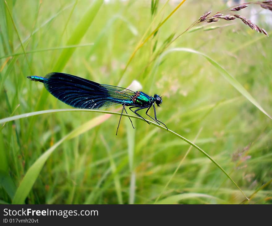 Dragonfly on a grass stalk