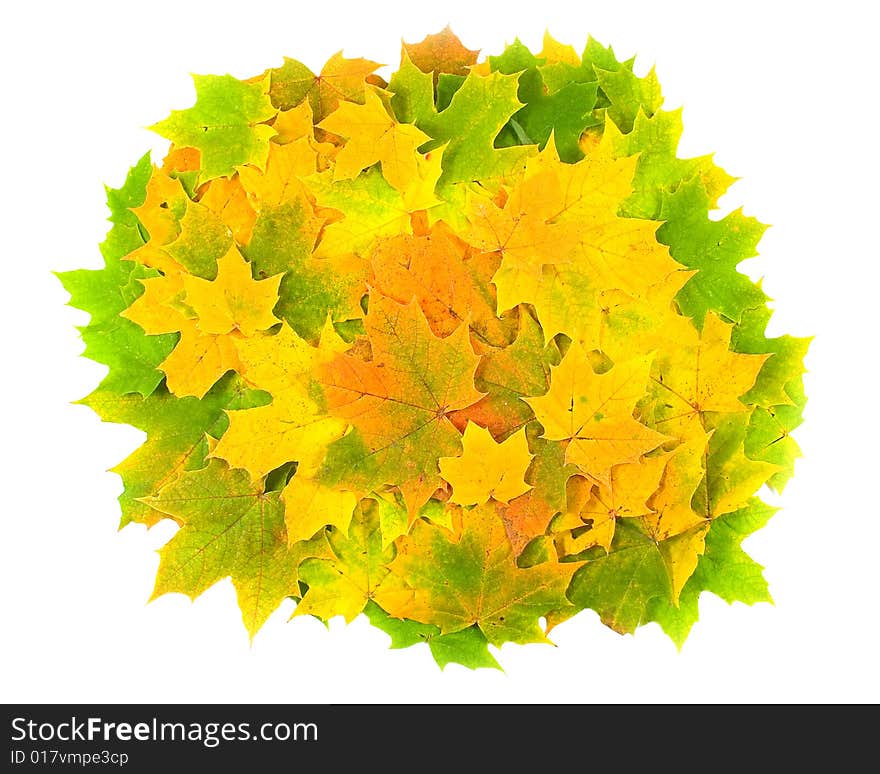 Carpet From Leaves Of Maple On White Background