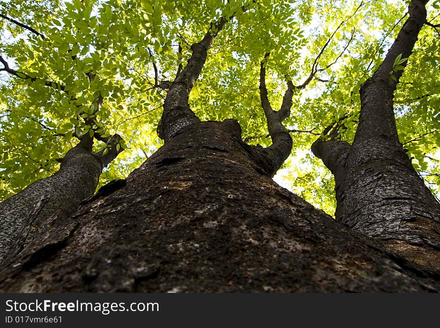 Photo from the trunk of a tree up to the leaves. Photo from the trunk of a tree up to the leaves.