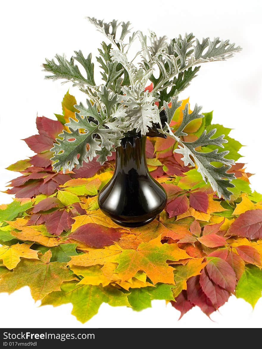 Flower Silver Dast on carpet from beautiful autumn leaves in black vase on white background. Flower Silver Dast on carpet from beautiful autumn leaves in black vase on white background