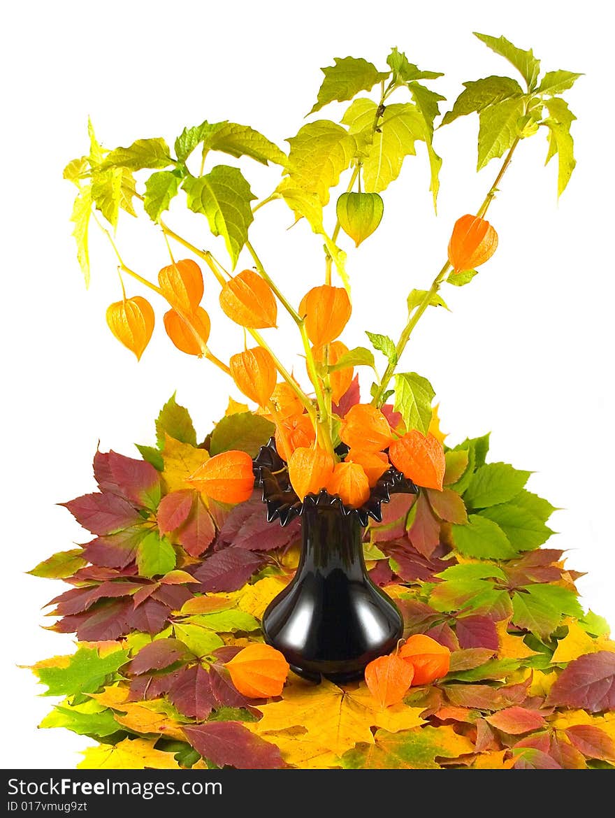 Orange flowers with fruits on carpet from beautiful autumn leaves in black vase on white background. Orange flowers with fruits on carpet from beautiful autumn leaves in black vase on white background