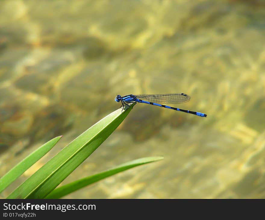 The beautiful dark blue dragonfly sits on leaves above a water smooth surface and is heated under solar beams. The beautiful dark blue dragonfly sits on leaves above a water smooth surface and is heated under solar beams