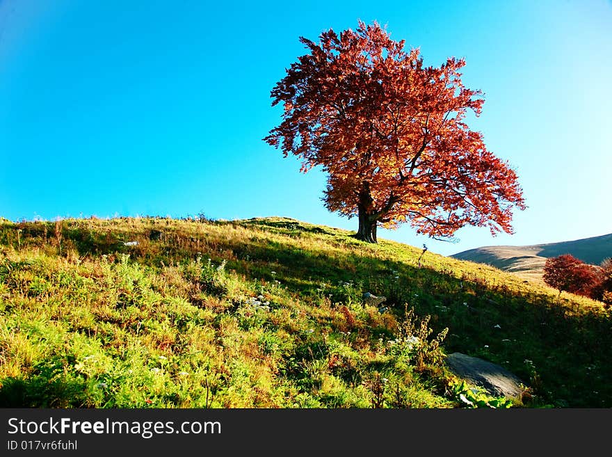 An image of red autumn tree on a hill