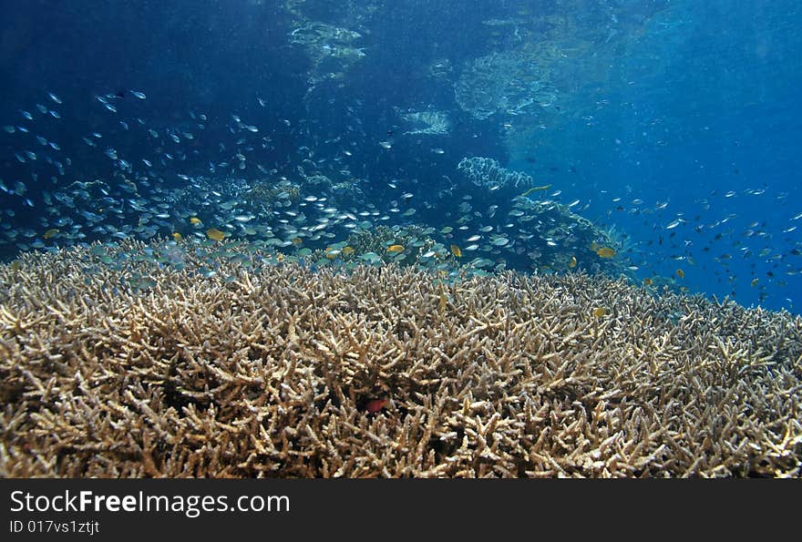 Shallow coral reef