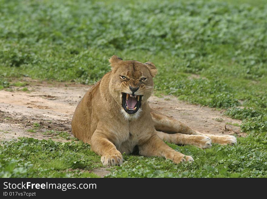 Angry Lioness