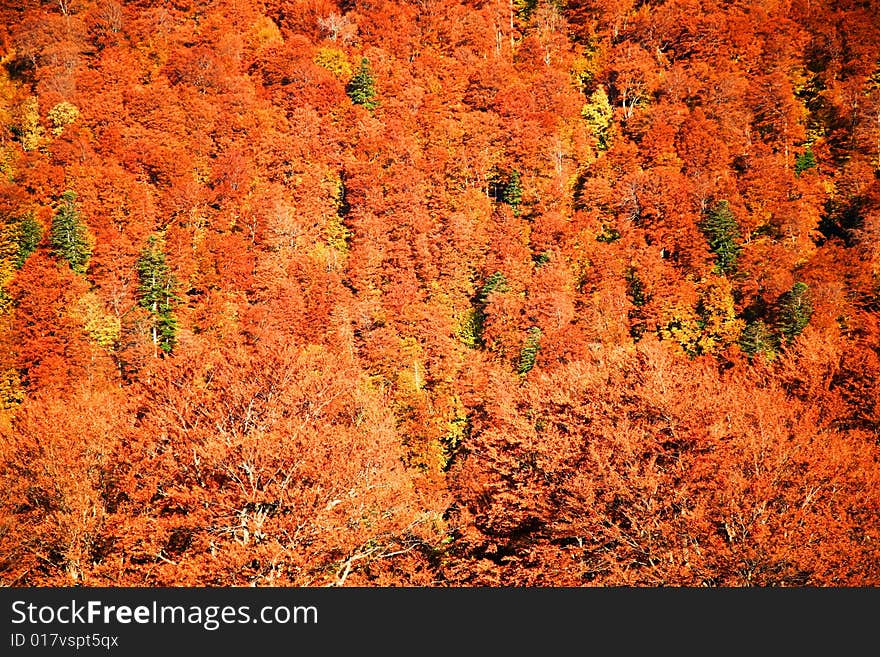 An background of trees with yellow leaves. Autumn theme