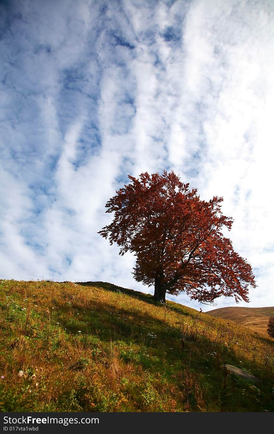 An image of autumn tree on a hill. Autumn theme