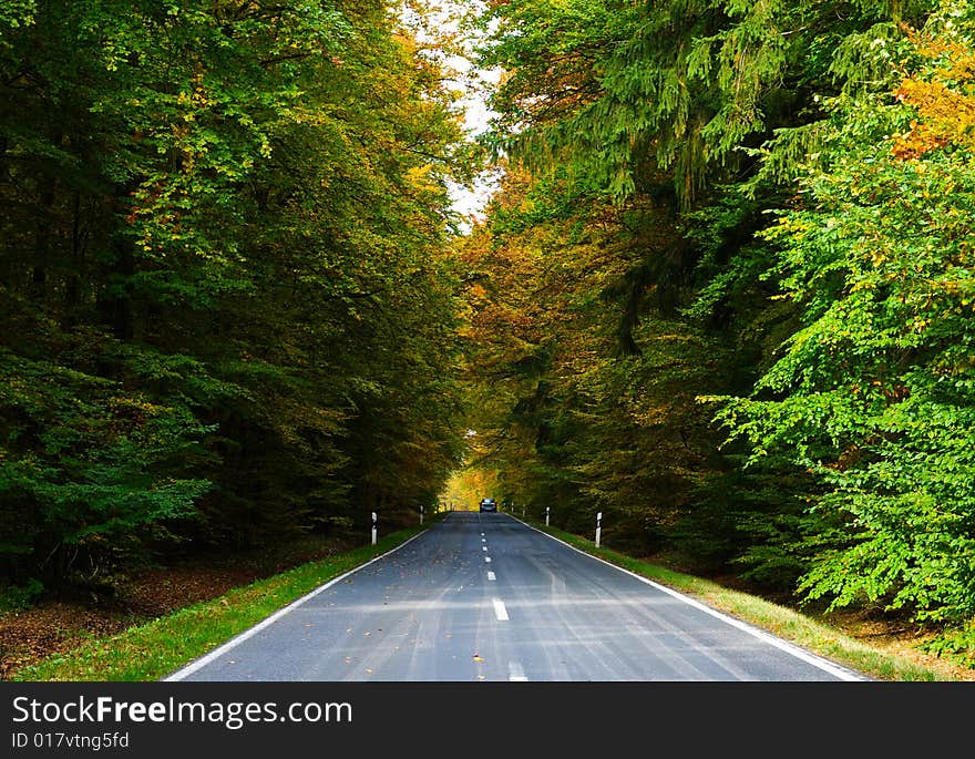 A road through an autumn forest. A road through an autumn forest