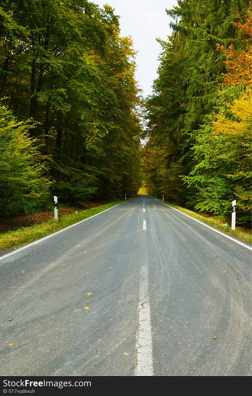 A road through an autumn forest. A road through an autumn forest