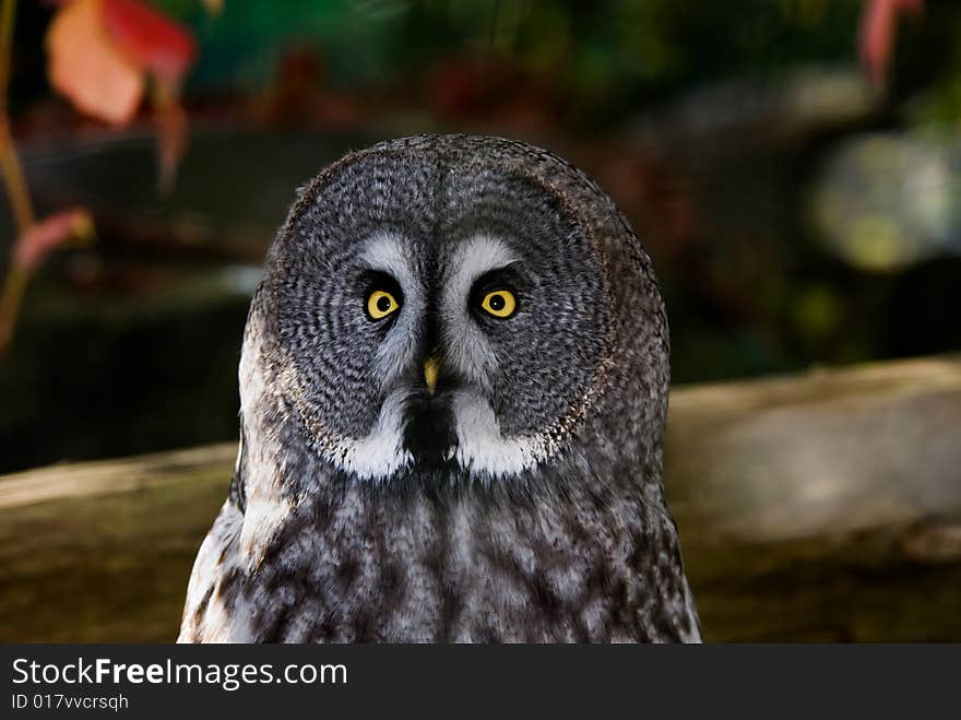 Close-up of a Great Grey Owl or Lapland Owl (Strix nebulosa)