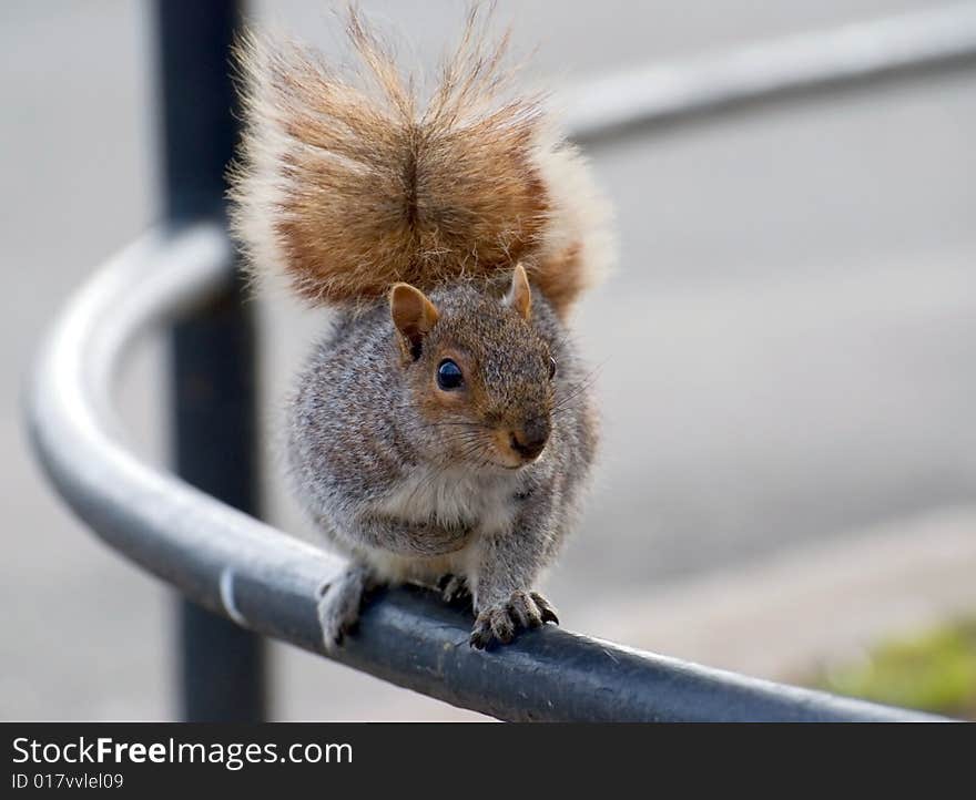 He squirrel on iron hand-rail