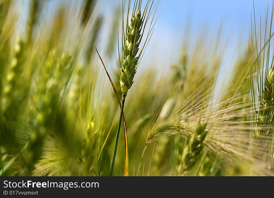 Wheat straw looking up in to the sky. Wheat straw looking up in to the sky