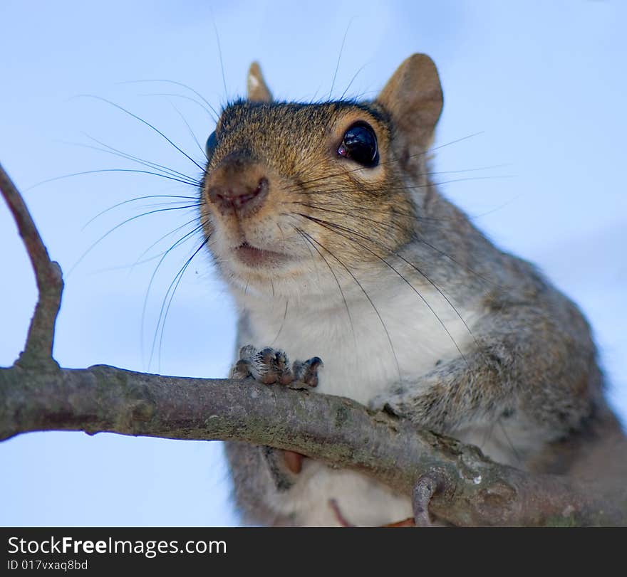 In eyes of squirrel reflected branches of trees.