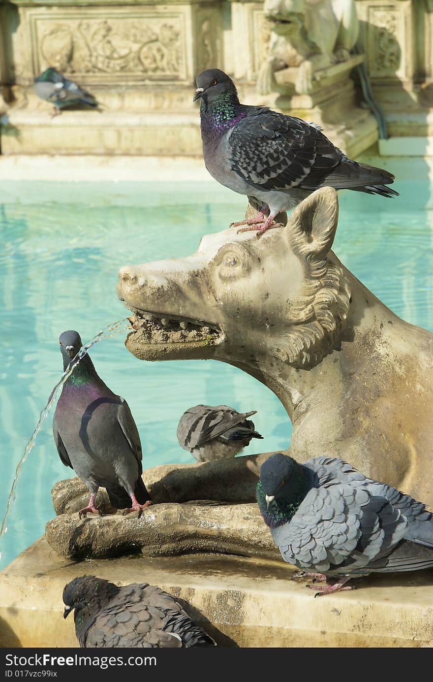 Fonte Gaia In Siena, With Pigeons