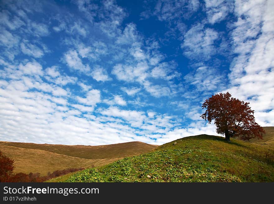 An image of red autumn tree on a hill