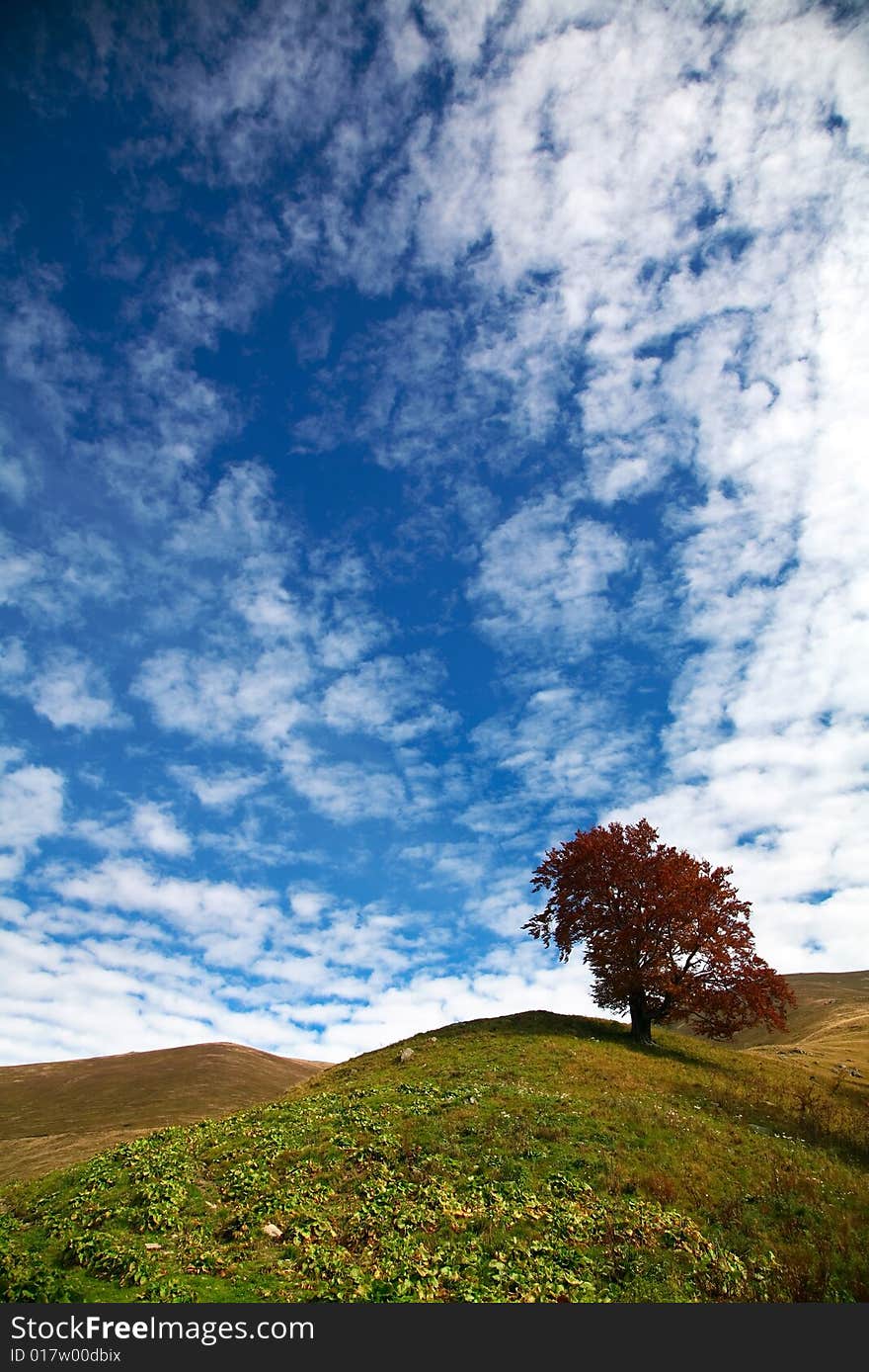 An image of red autumn tree on a hill