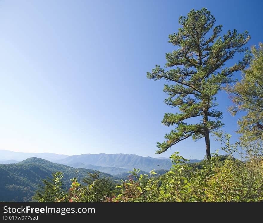 View of the Smoky Mountains with a pine tree in the foreground. View of the Smoky Mountains with a pine tree in the foreground