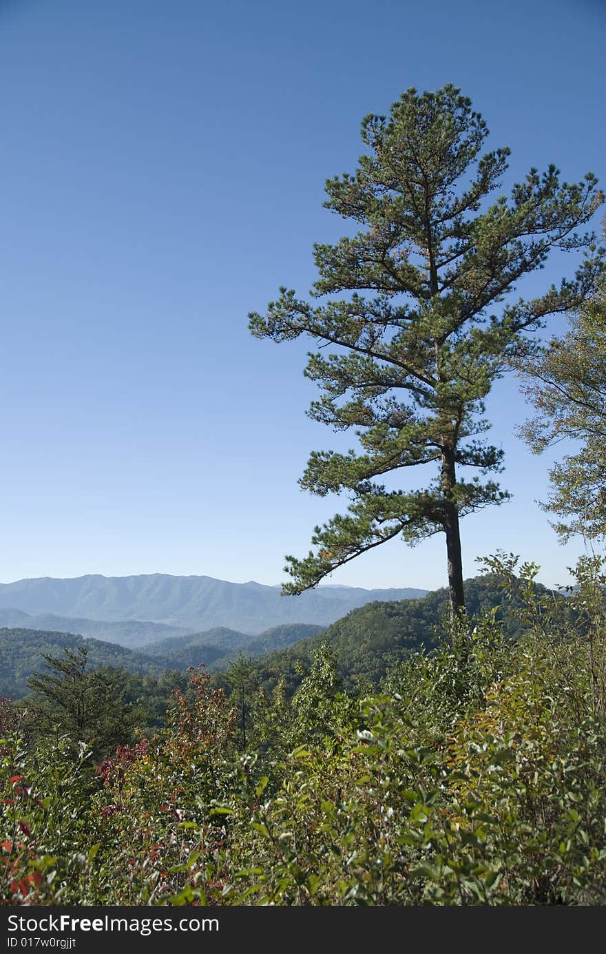 Portrait view of a pine tree overlooking the Smoky Mountains. Portrait view of a pine tree overlooking the Smoky Mountains