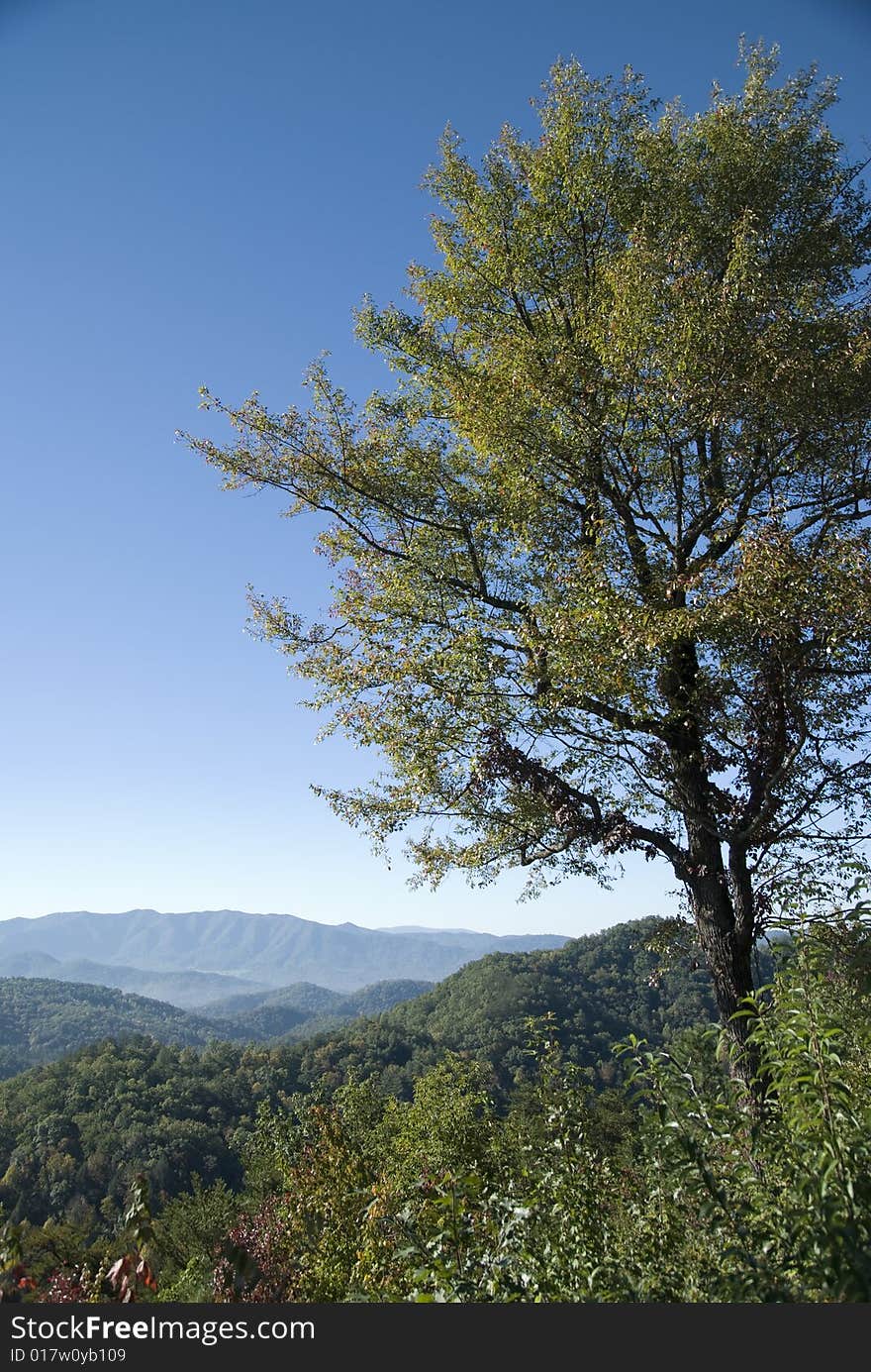 Tree and Smoky Mountains