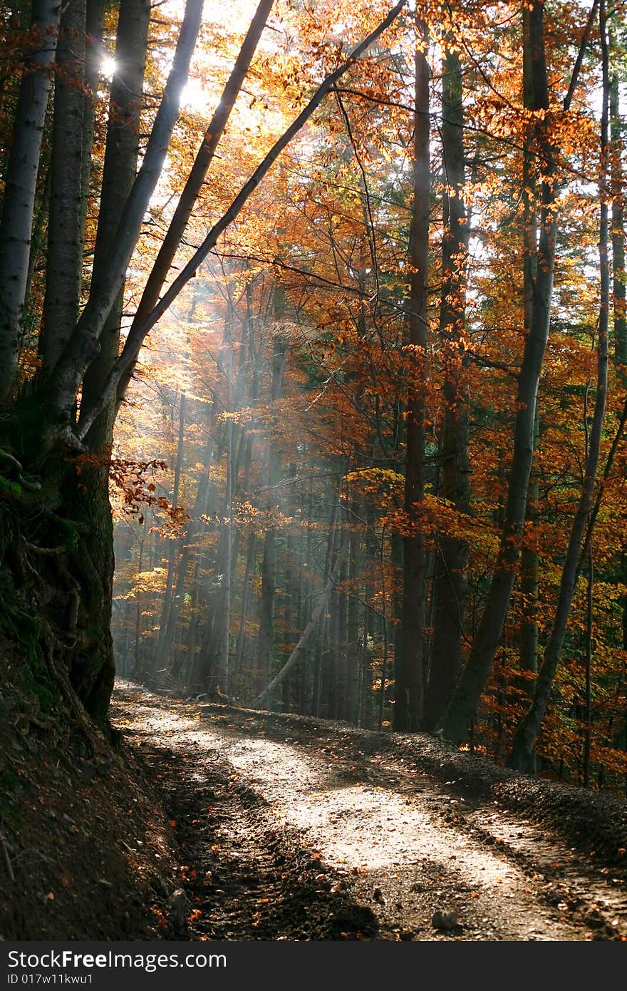 An image of ray of light in autumn forest