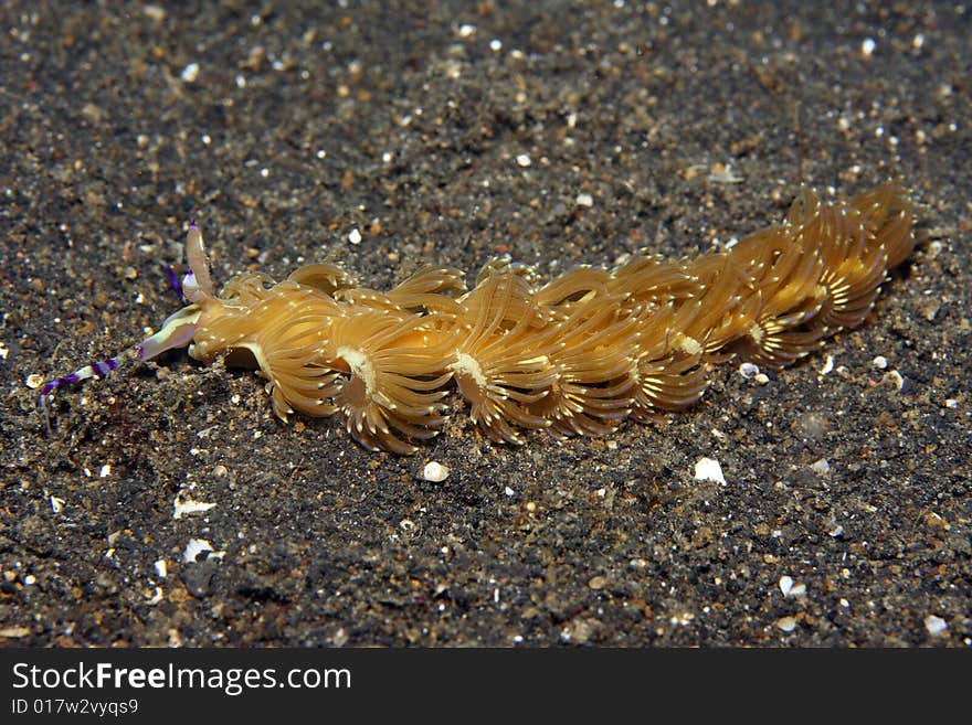 Nudibranch in sand feeding at night on the coral reef