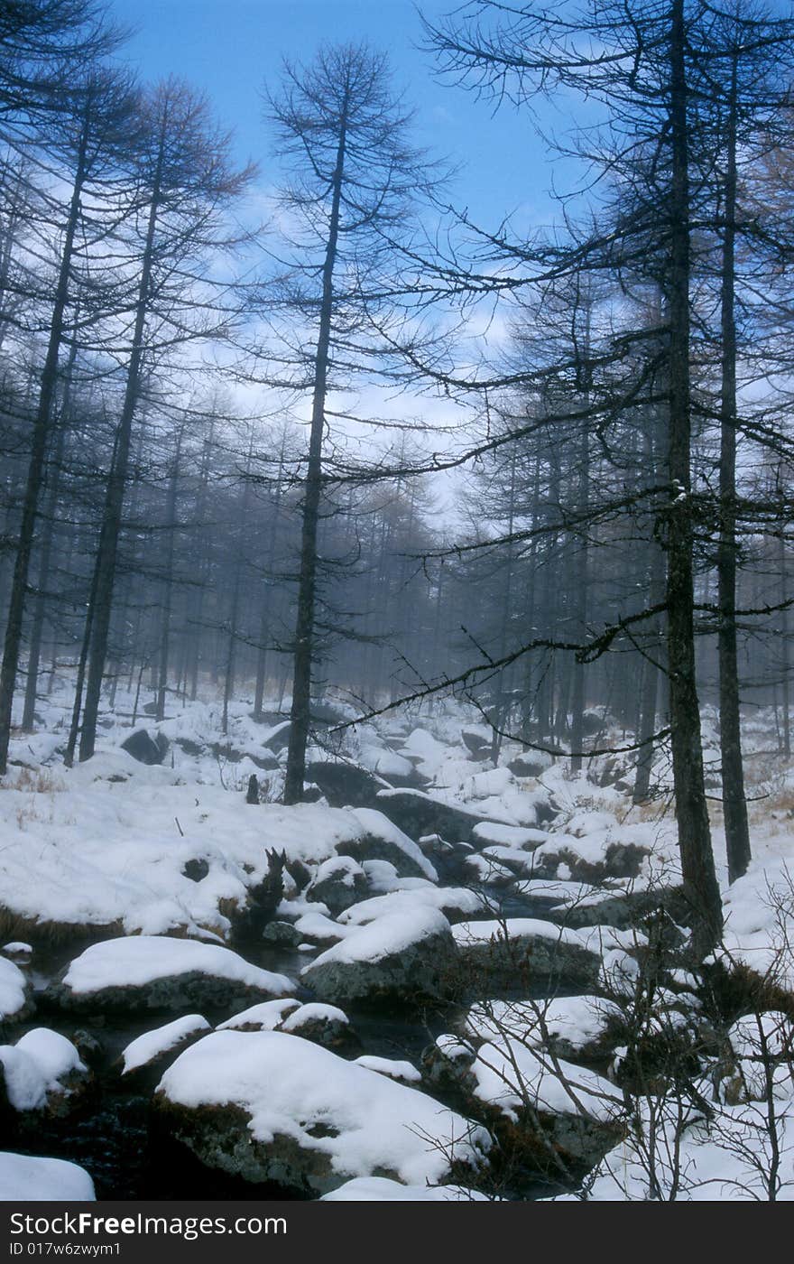 Misty woods with a snow-covered brook in winter. Misty woods with a snow-covered brook in winter