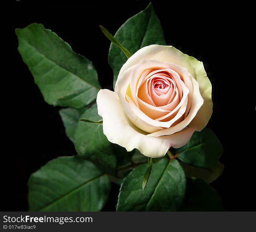 White rose on black background