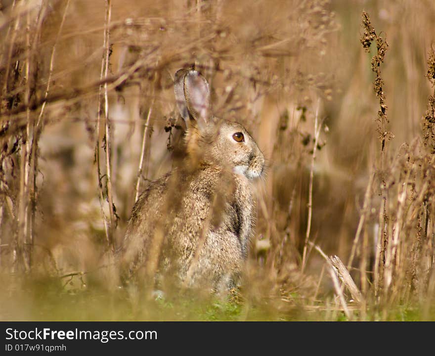 Rabbit Masking In Grass