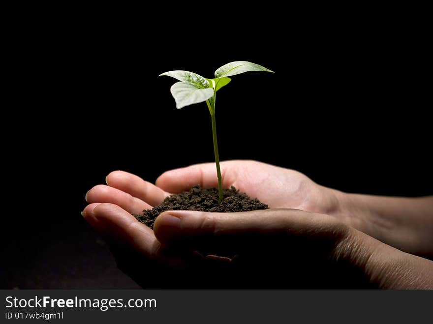 Hands holding sapling in soil. Hands holding sapling in soil