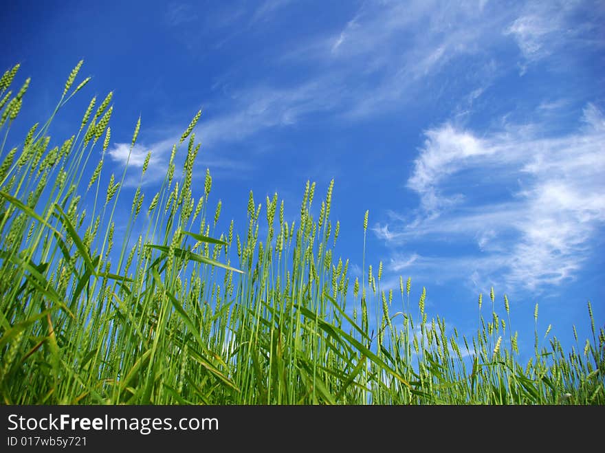 Early summer corn with a blue sky background. Early summer corn with a blue sky background