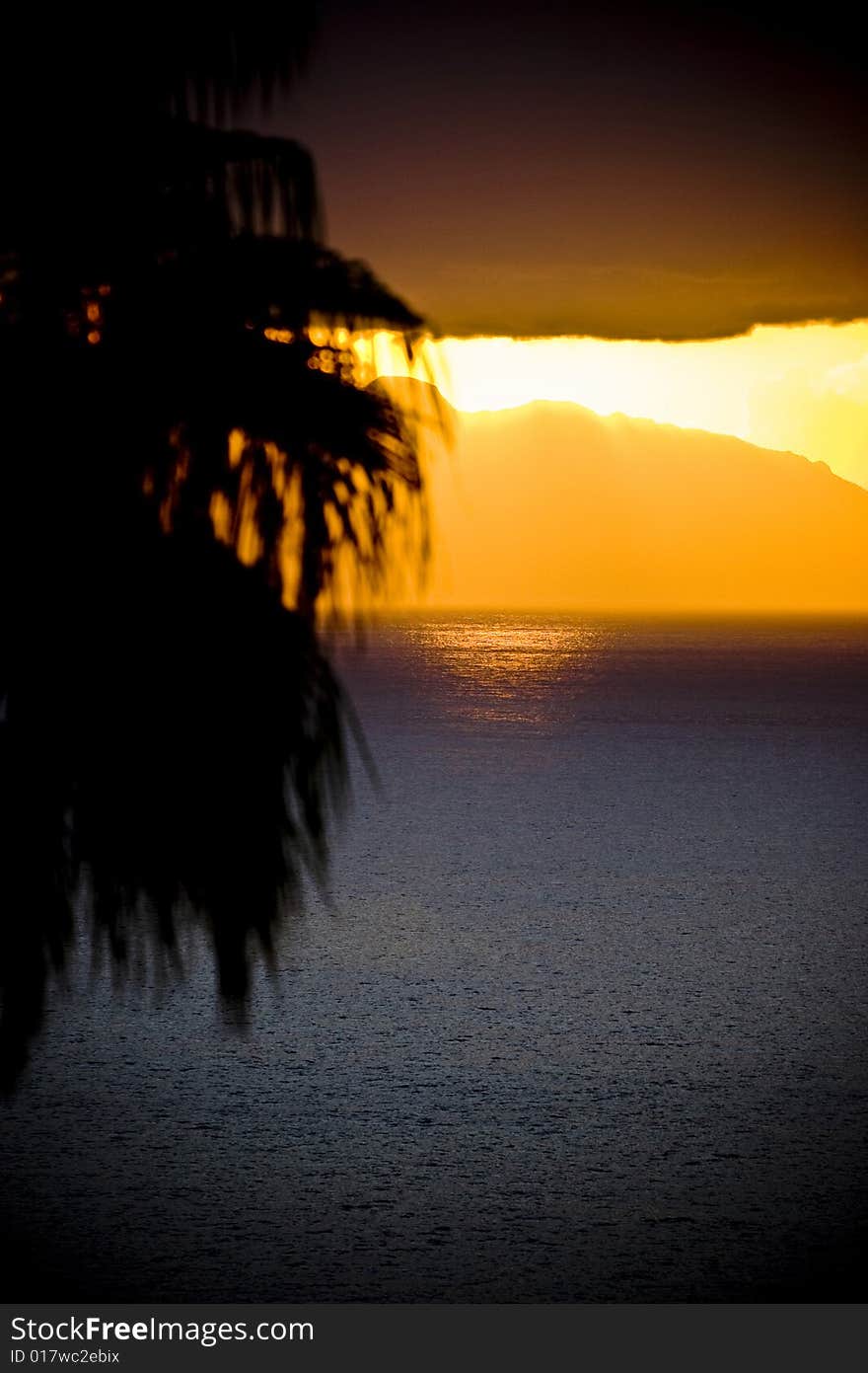 Tropical sunset, palm tree and ocean. Tropical sunset, palm tree and ocean