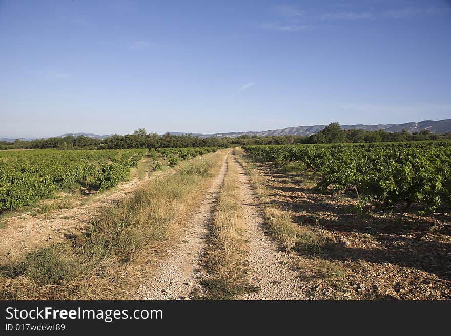 Vineyard in Vaucluse, Provence, France. Vineyard in Vaucluse, Provence, France