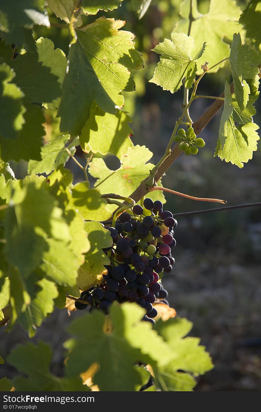 Vineyard in Vaucluse, Provence, France. Vineyard in Vaucluse, Provence, France