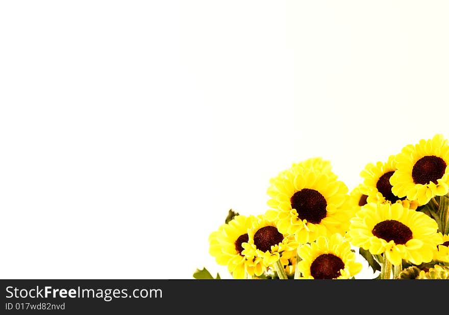 Flower isolated on white background. Flower isolated on white background