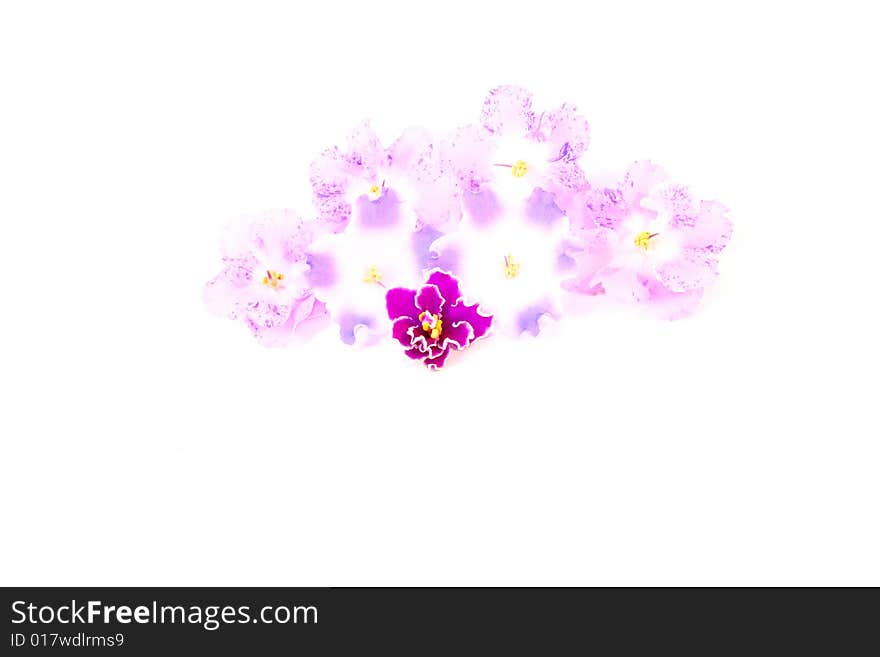 Flower isolated on white background. Flower isolated on white background