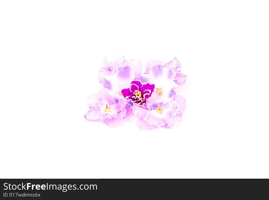 Flower isolated on white background. Flower isolated on white background