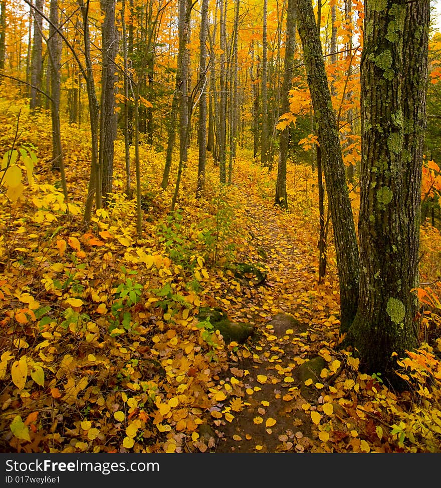 The deep golden north woods of Minnesota in October