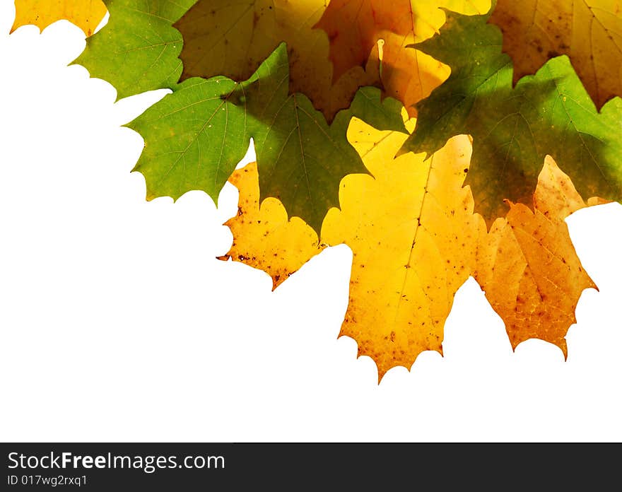 Autumn maple leaves isolated on white background