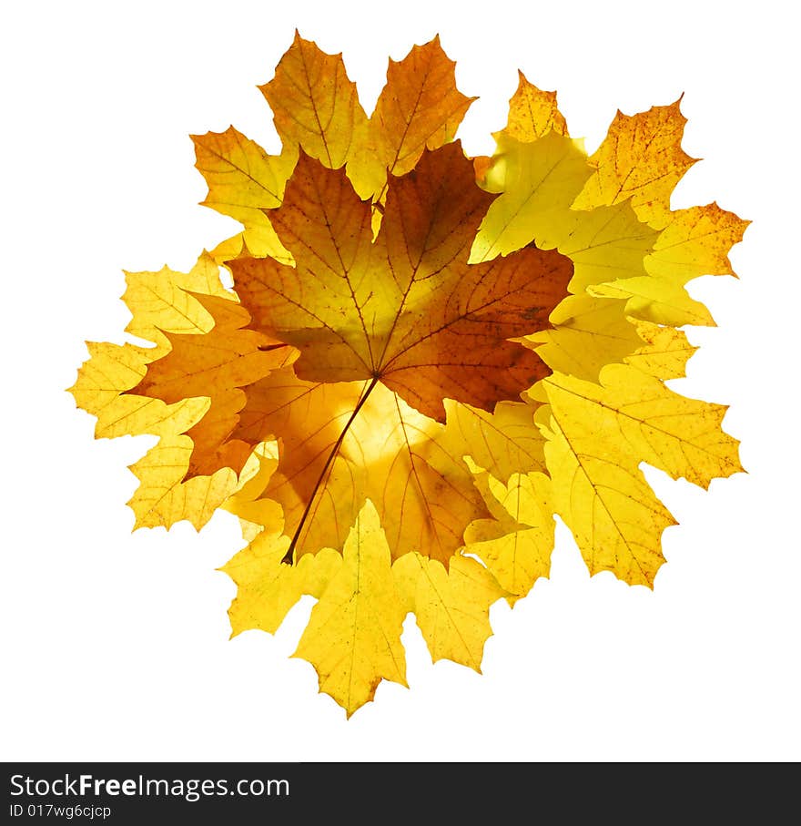 Autumn maple leaves