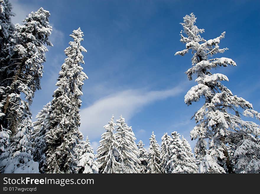 Sugar trees