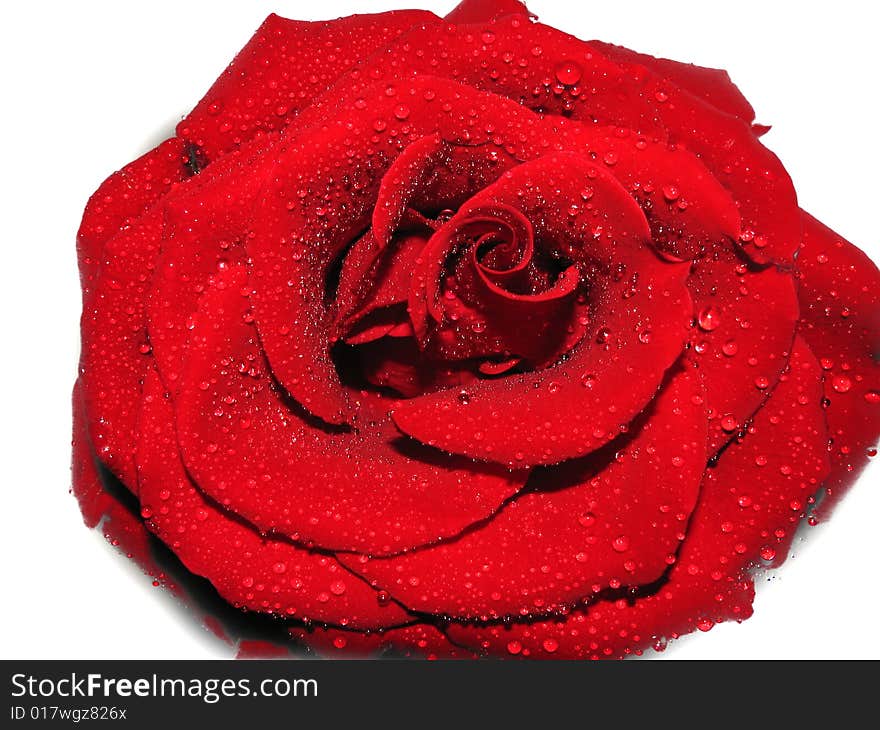 Macro red rose with petals in form waves