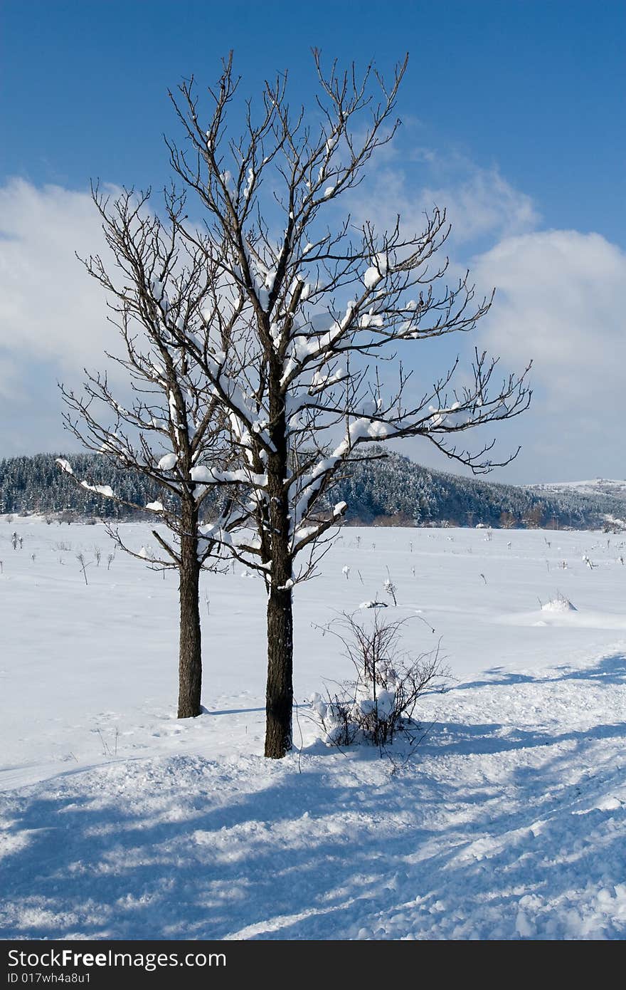 Tree pair isolated on a snow field