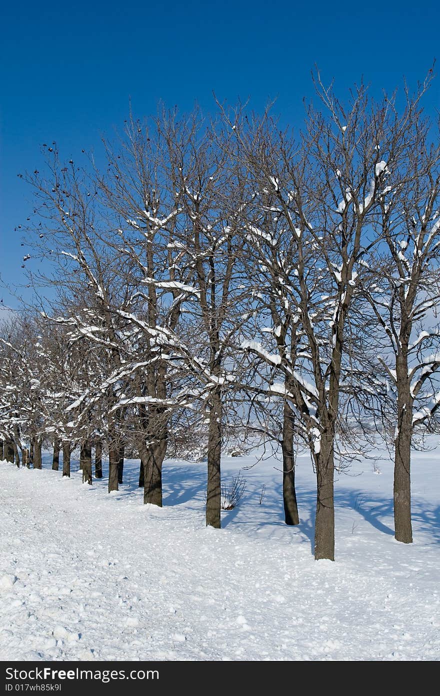 Empty tree line on a snow field